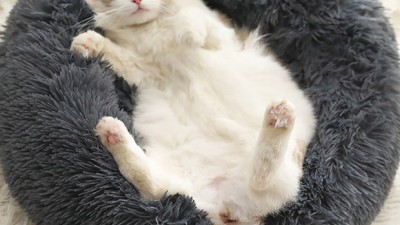 겨울맞이 득템! 폭신한 강아지겨울방석 추천 후기🐶